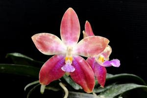 Phalaenopsis Yaphon Festival