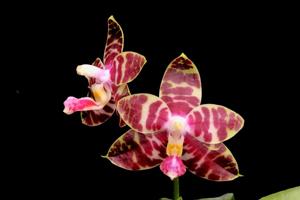 Phalaenopsis Yaphon Twisted Roll