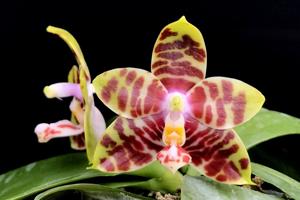 Phalaenopsis Yaphon Twisted Roll