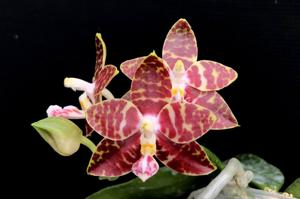 Phalaenopsis Yaphon Twisted Roll