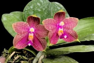 Phalaenopsis Yaphon Javaking