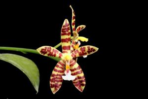 Phalaenopsis Almanis