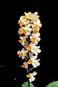 Vandaenopsis Pulcherrimin