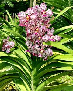 Papilionanda William Catherine