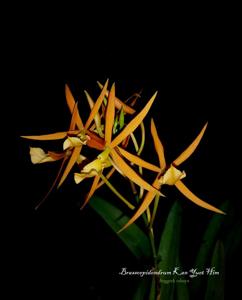 Brassoepidendrum Kan Yuet Him