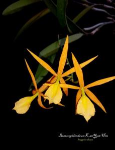 Brassoepidendrum Kan Yuet Him