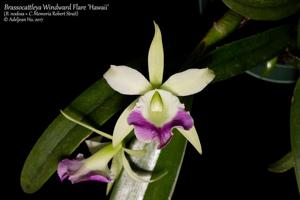 Brassocattleya Windward Flare