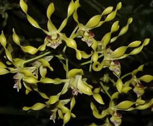 Dendrobium Goldmine