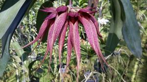 Bulbophyllum Krairit Vejvarut