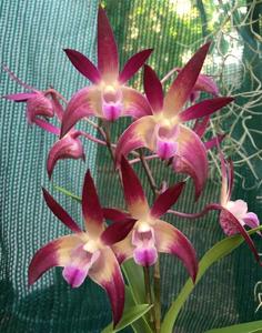 Dendrobium Tosca