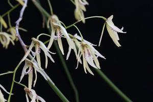 Dendrobium Wamberal