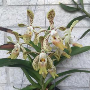 Vanda Hollis Presnell