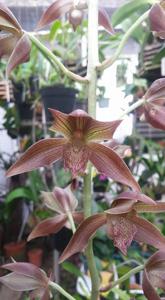 Clowesetum Dela Sierra