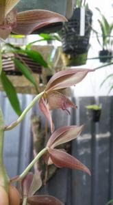 Clowesetum Dela Sierra