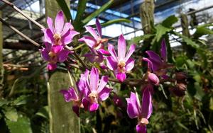 Phalaenopsis Donna's Delight