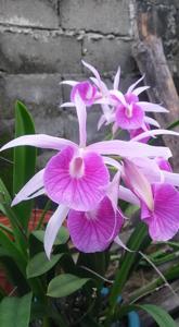 Brassocattleya Morning Glory