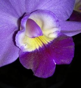 Cattleya Mini Purple