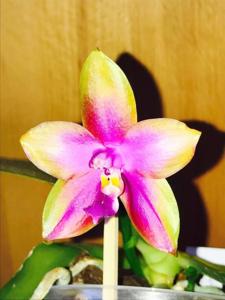 Phalaenopsis Crimson Cherub-Dragon Tree Eagle