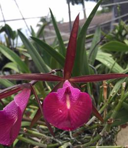 Brassocattleya Star Ruby