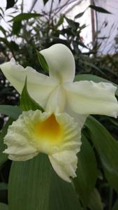 Sobralia La Folie