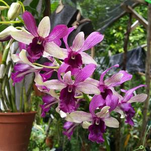 Dendrobium Indonesia Raya