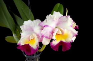 Rhyncholaeliocattleya Memoria Tiang-Mari's Song