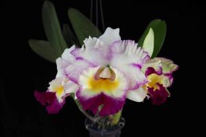 Rhyncholaeliocattleya Memoria Tiang-Mari's Song