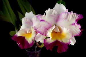 Rhyncholaeliocattleya Memoria Tiang-Mari's Song