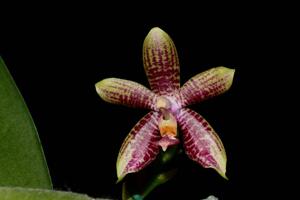 Phalaenopsis Fuscabell