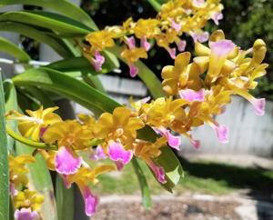 Vandachostylis Thai Noi