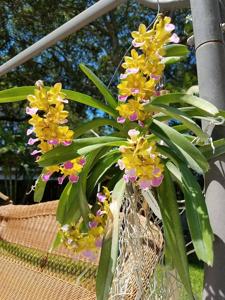 Vandachostylis Thai Noi