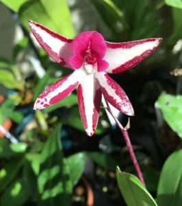 Dendrobium Burgundy Bride