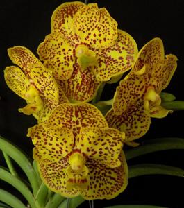 Vanda Thai Spots