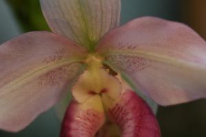 Phragmipedium Cardinale