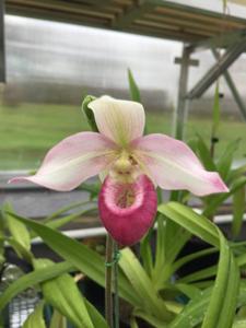 Phragmipedium Cardinale