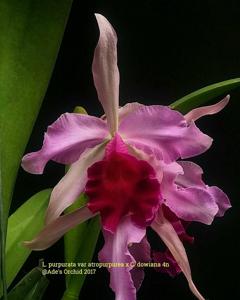 Cattleya Dominiana (1899)