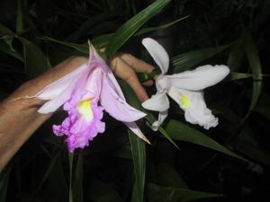 Sobralia macrantha-leucoxantha