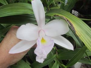 Sobralia macrantha-leucoxantha