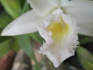 Sobralia Linda Haber