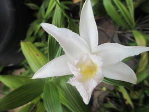 Sobralia Linda Haber