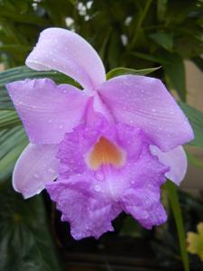 Sobralia Veitchii