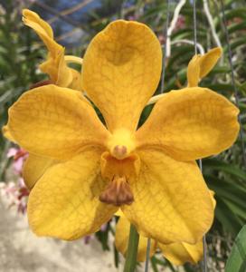 Vanda William Bachschmidt