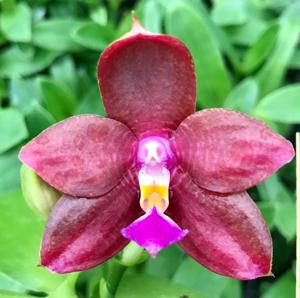 Phalaenopsis Yaphon Twisted Roll