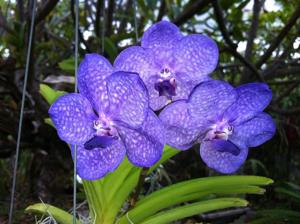 Vanda Princess Mikasa