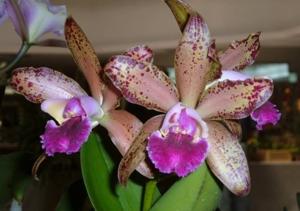 Cattleya Utuado Espectacular