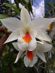 Dendrobium Dawn Maree