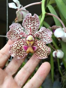 Vanda Burgeffii