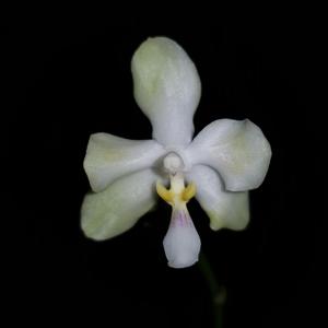 Phalaenopsis TH Pearl