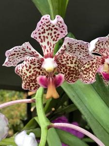 Vanda Burgeffii