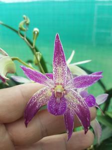 Dendrobium Candy